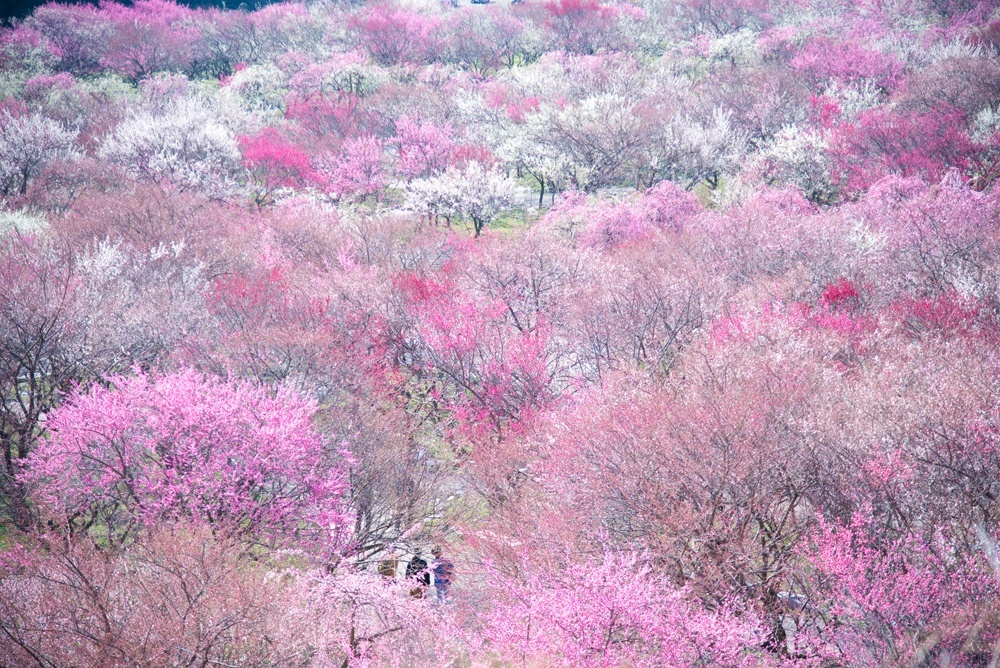 いなべ市梅林公園
