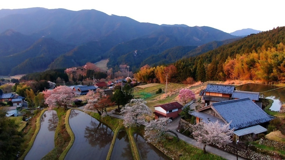 豊かな自然にあふれる津市（三多気の桜）